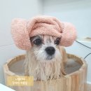 릴리 펫스파 이미지