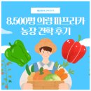 8,500평 의령 파프리카 농장 견학 후기