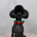 펫피파니 이미지