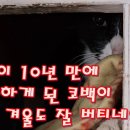 집고양이 10년만에 길고양이가 된 코백이의 두번째 겨울 이미지