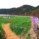 2025 회룡포 봄꽃축제 이미지