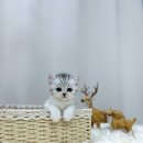 독스캣 강아지고양이 수원점 | 수원고양이분양 :: 독스캣에서 만난 귀여운 아가들 🐾 독스캣 강아지입양 고양이분양 수원점