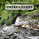 천제연 담팔수나무 | 제주도 관광지 추천 :) 천제연폭포 &amp; 천지연폭포