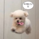 연지 동물병원 | 포인핸드 강아지 입양 후기 🤎