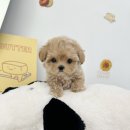 요기독 강아지분양 고양이분양 수원본점 이미지