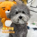 미용하는강아지 | 파주 운정애견미용 교감하며 놀이하듯 미용하는 파주애견미용실 행복카댕