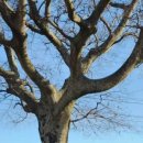 도그온리 이미지