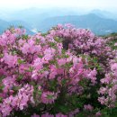 제189차 정기산행(5월26일) 한국의 명산 소백산 철쭉축제산행에 초대합니다. 이미지