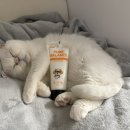 퓨어그루밍 | 고양이 발바닥 보습제, 퓨어프렌즈 발바닥밤 사용 후기