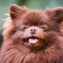 하스펫탈동물병원 이미지