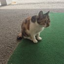 맘스터치 청주대점 이미지