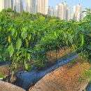 자연생태공원 잔디광장 옆 이미지