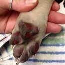 개발바닥 이미지