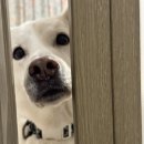 어서왈왈 | #9. 강아지 피트니스, 오늘은 집에서 수업하는 날