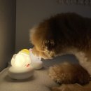 (주)야호 이미지