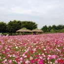 황금들녁 이미지