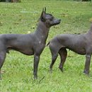 도그헤어 이미지