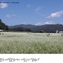 강원도 봉평 효석문화제(메밀축제) 이미지