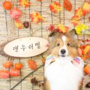 도그헬퍼 이미지