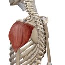 짐쉐이프 이미지