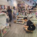 해피펫애견 이미지