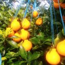 농장이야기 이미지