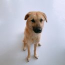 같이놀레오 이미지