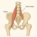 레벨업휘트니스 고색점 | 오목천동 PT │ 허리 통증의 숨은 원인, 장요근을 잡아라