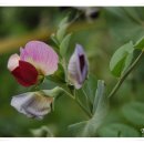 양촌리마을 이미지