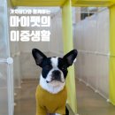 마이펫의 수중생활 네이버블로그