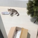 [입양홍보]너무 귀엽고 사랑스러운 고등어 무늬 아기고양이의 평생가족을 찾아요❤️❤️ 이미지
