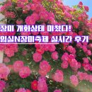 임실푸드 | 임실N장미축제 후기 : 장미 개화율 최고! 먹거리·공연·포토존까지 완벽했던 임실 가볼만한곳