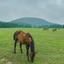 말무리목장 이미지