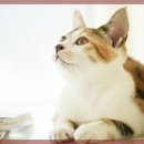 수 동물병원 이미지