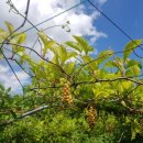 이순석농장 이미지