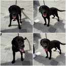 지에스25안서중앙점 이미지