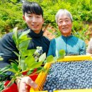 산청블루베리농장