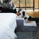 반스힐리조트 | 애견동반 강원도여행, 애견동반펜션 반스힐리조트 후기!