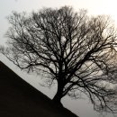 봉황대고분 이미지