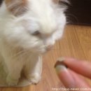 퍼펙트바이트 이미지