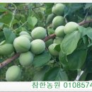 전남녹즙 이미지