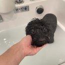 로히펫살롱 이미지