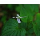 와룡자연휴양림 이미지