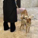 털로덮인친구들(키녹점) 이미지