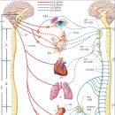 호흡의 원리(호흡의 변화원인-복식호흡에서 흉식호흡으로 변화 이유는?) 이미지