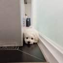 에스티 비숑프리제 이미지