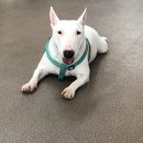 놀다가개유치원 이미지