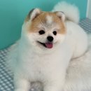 멍블리즈 이미지