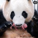 <b>에버랜드</b>서 암컷 쌍둥이 판다 태어나…푸바오는 이제...