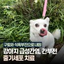 (주)효메디컬 | 강아지 급성간염, 간부전 줄기세포 치료, 줄기세포전문 동물병원, 애니컴메디컬센터